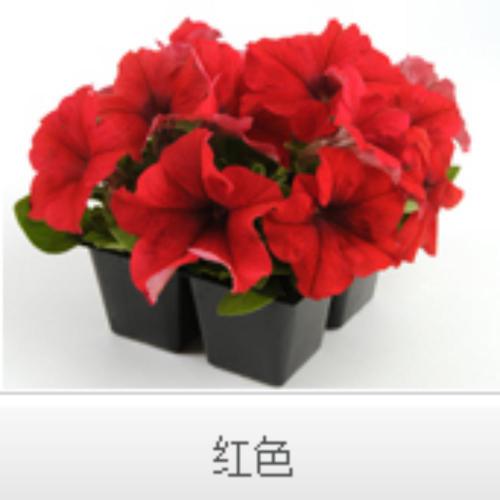 赤峰草花种子，草花种子，赤峰草本花卉种子批发