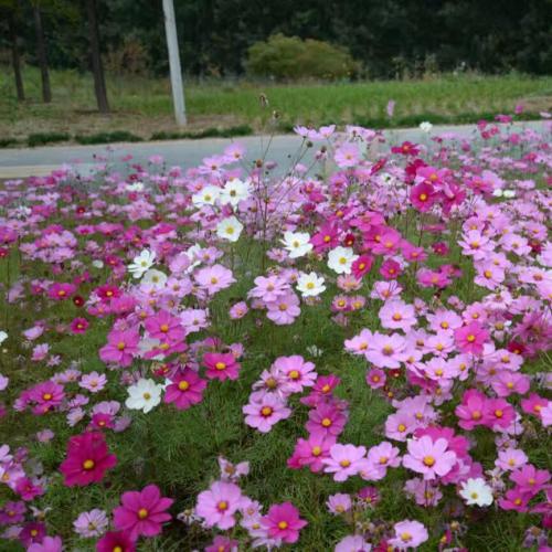 波斯菊种子，波斯菊种子价格，赤峰波斯菊种子批发，