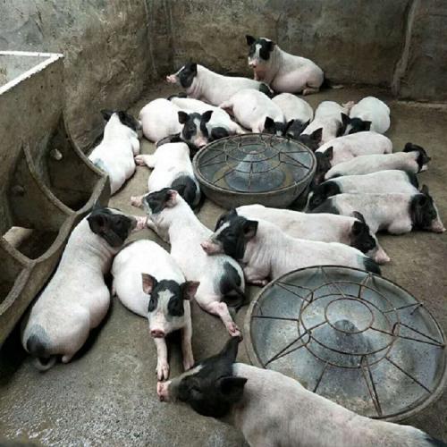 巴马香猪养殖场
