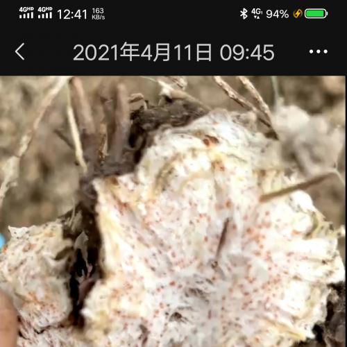 内蒙古赤峰地产北苍术种子（纯朱砂点）