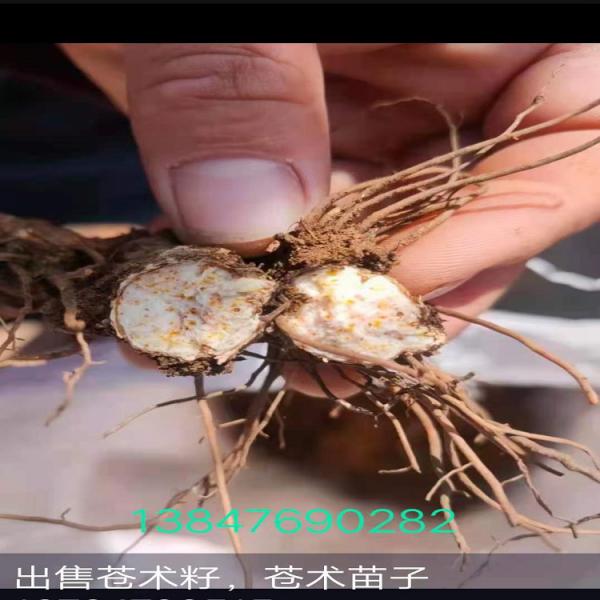 内蒙地产北苍术苗，朱砂点苍术种苗，长期供应北沙参、北沙参种子、桔梗、桔梗种子、黄芪、黄芪苗、黄芪种子、怀牛膝、怀牛膝种子、家种关防风、防风种子、北苍术