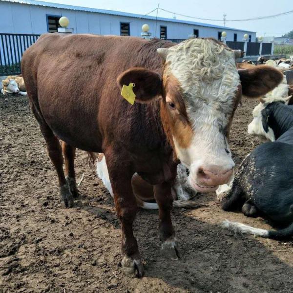 散养育肥西门塔尔牛肉牛 散养育肥西门塔尔牛肉牛 西门塔尔牛肉牛养殖场