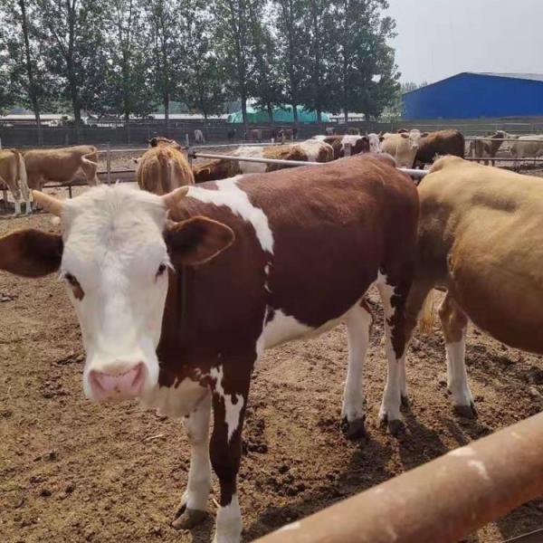 散养育肥西门塔尔牛肉牛 散养育肥西门塔尔牛肉牛 西门塔尔牛肉牛养殖场
