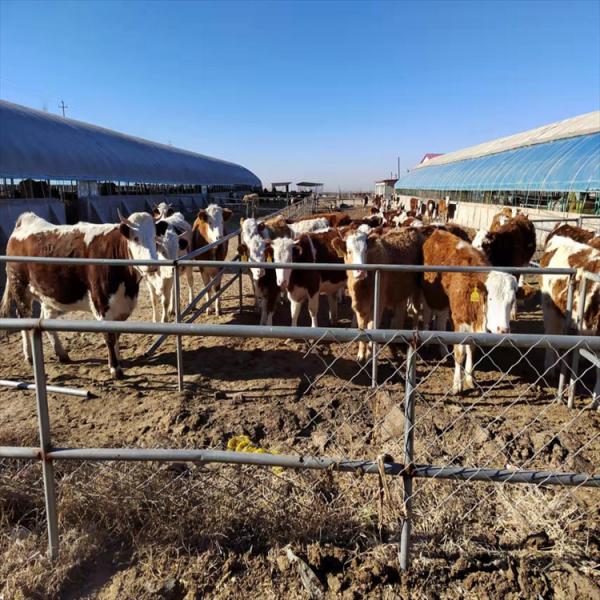 散养育肥西门塔尔牛肉牛 散养育肥西门塔尔牛肉牛 西门塔尔牛肉牛养殖场