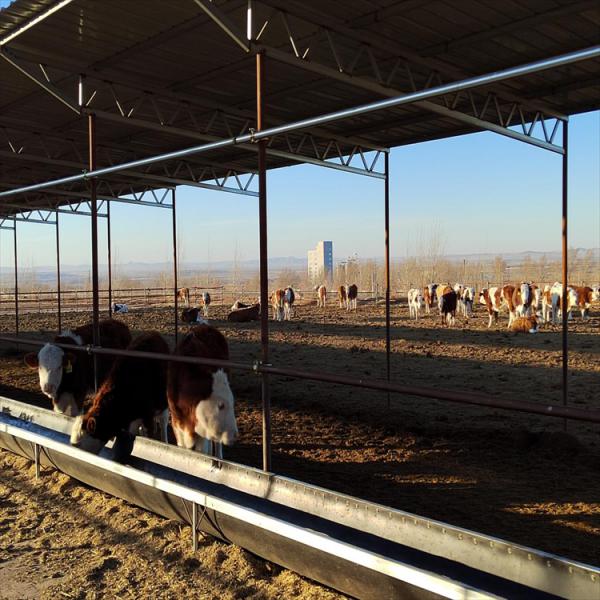 散养育肥西门塔尔牛肉牛 散养育肥西门塔尔牛肉牛 西门塔尔牛肉牛养殖场