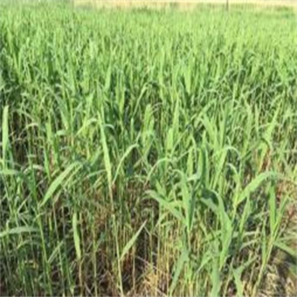 鸿鋆泰 高营养家畜家禽芦苇草颗粒 植物性饲料颗粒全价料