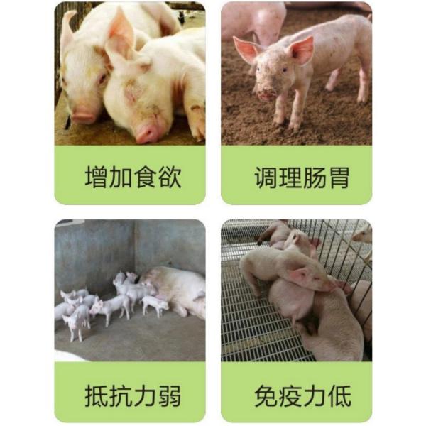仔猪饲料，猪饲料